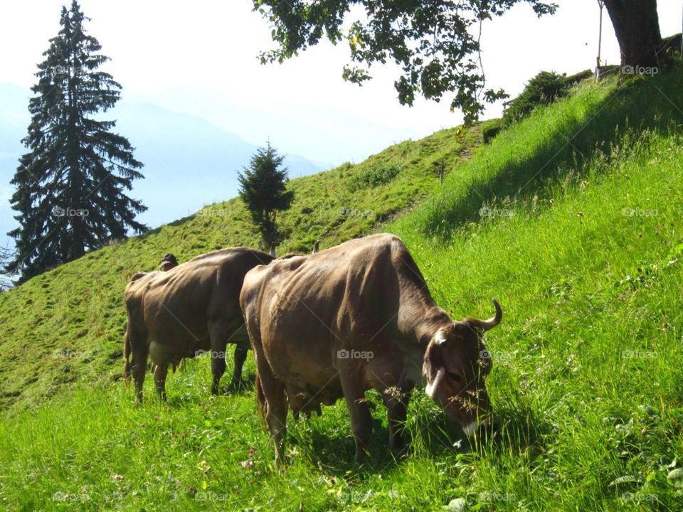 two cows in the Alps