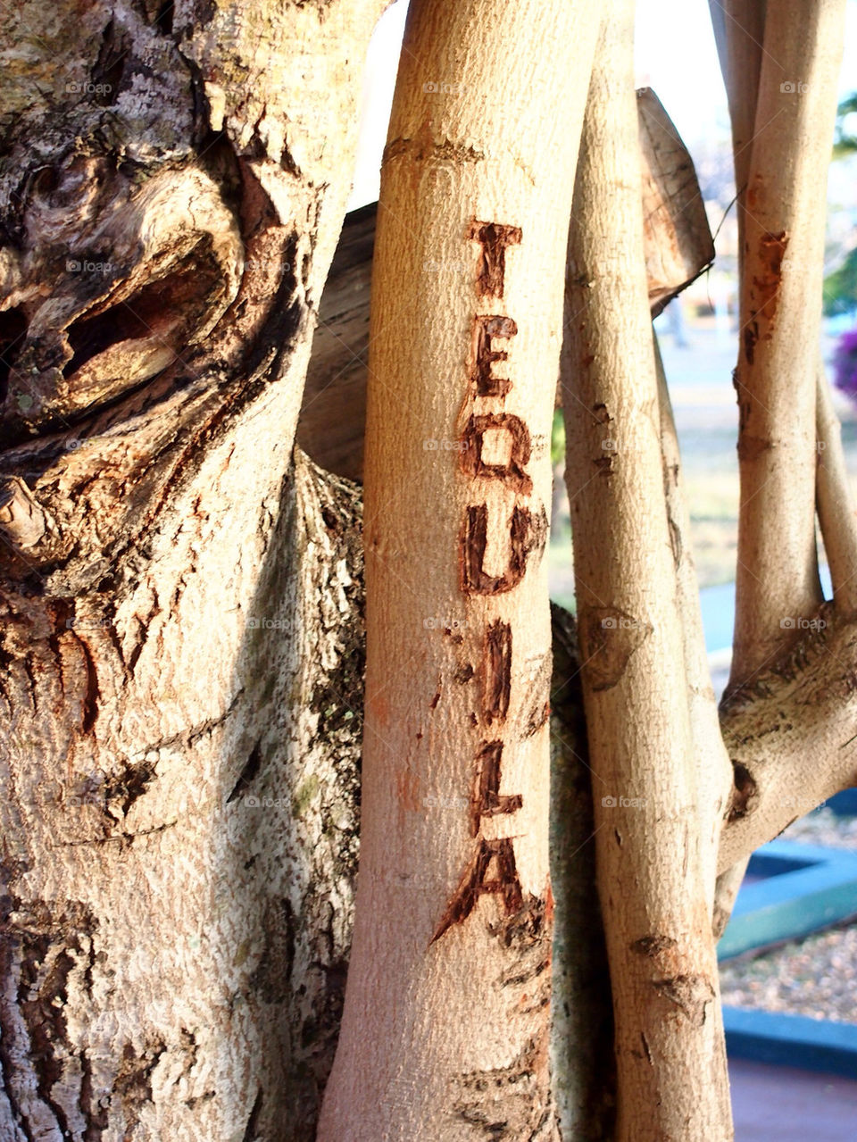 tree resort tropical club by swatchtime