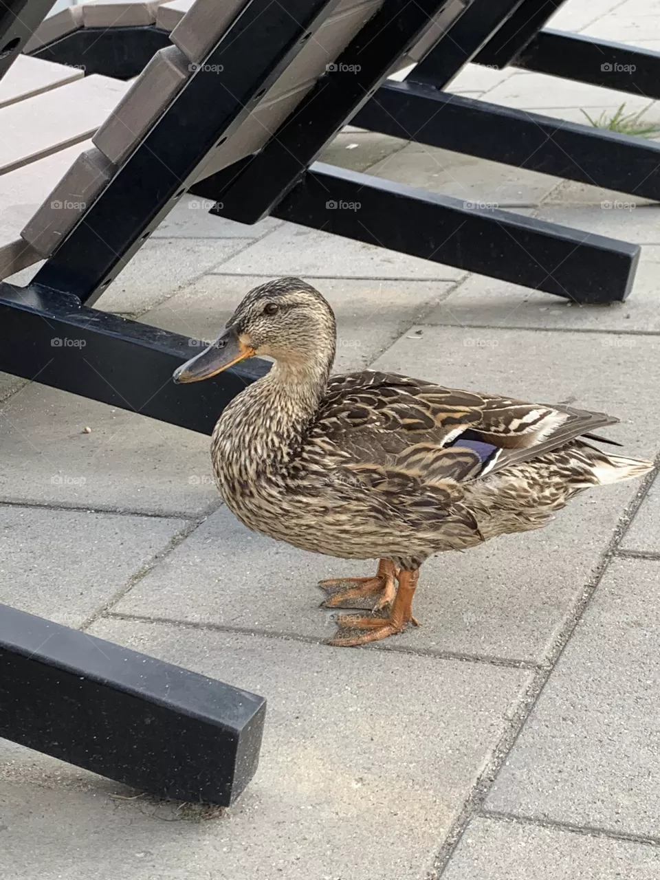 Duck