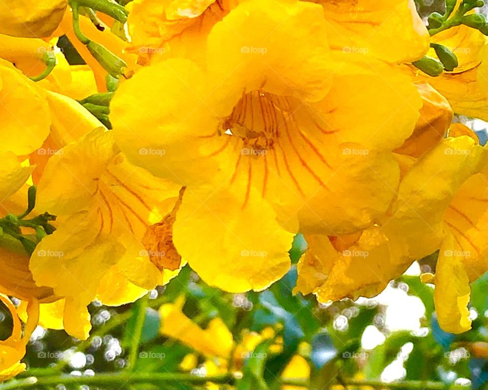 Sell your first photo on Foap