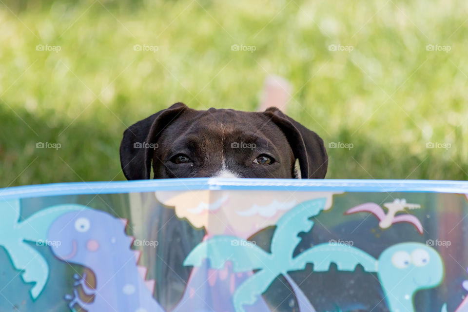 Playful puppy dog hiding behind children’s swimming pool 