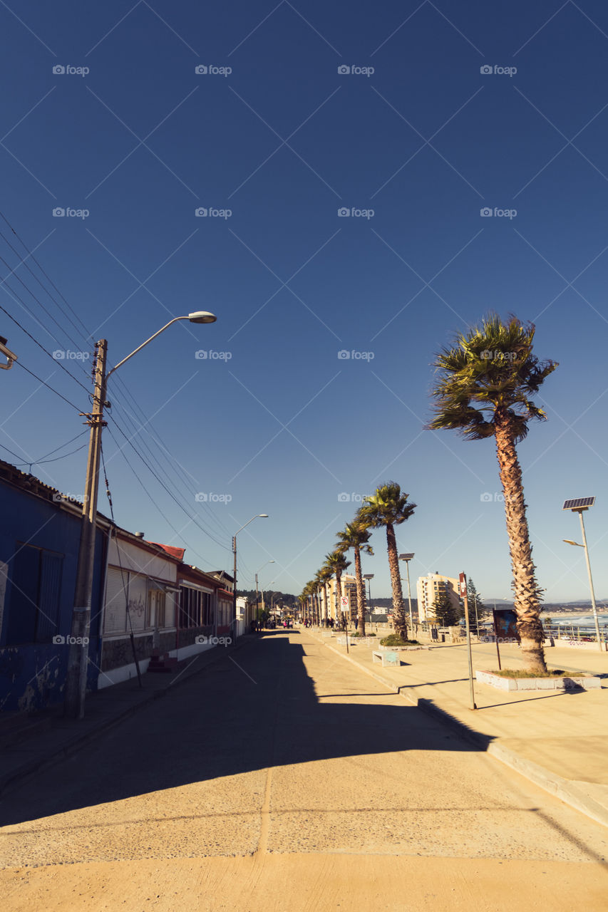 Picture of a street of El Tabo. This is a town located in the central zone of Chile and this street has lots of palms that give us a beautiful perspective