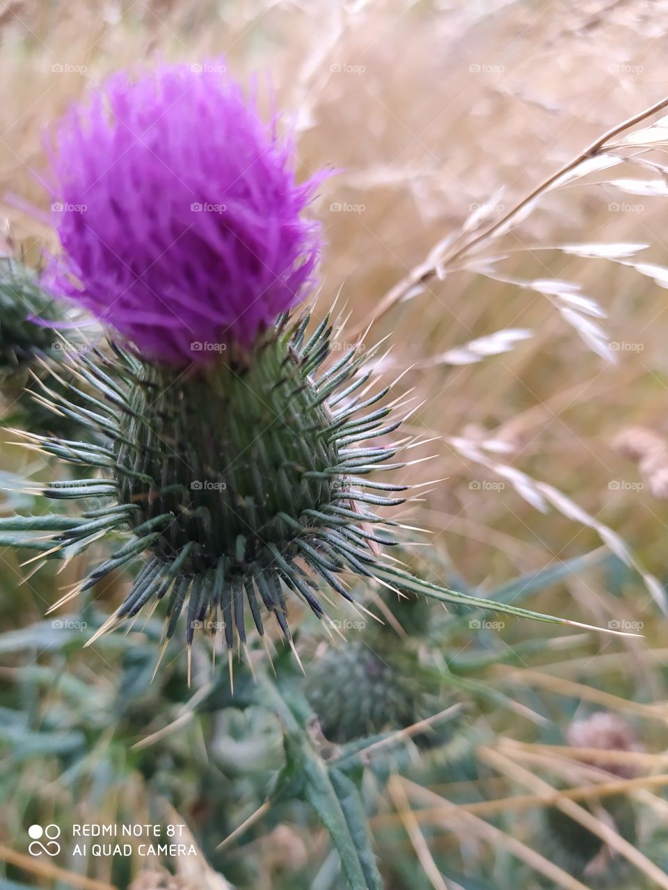thistle