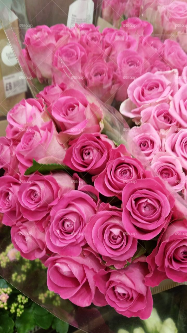 pink roses everywhere