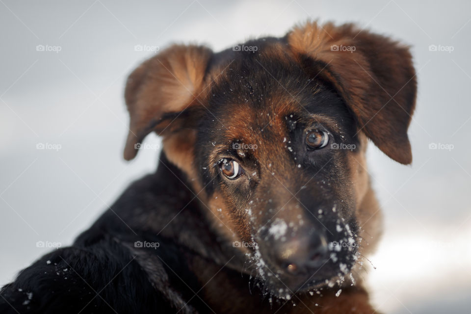 Red cute german shepard 3-th months puppy portrait at snow at the winter