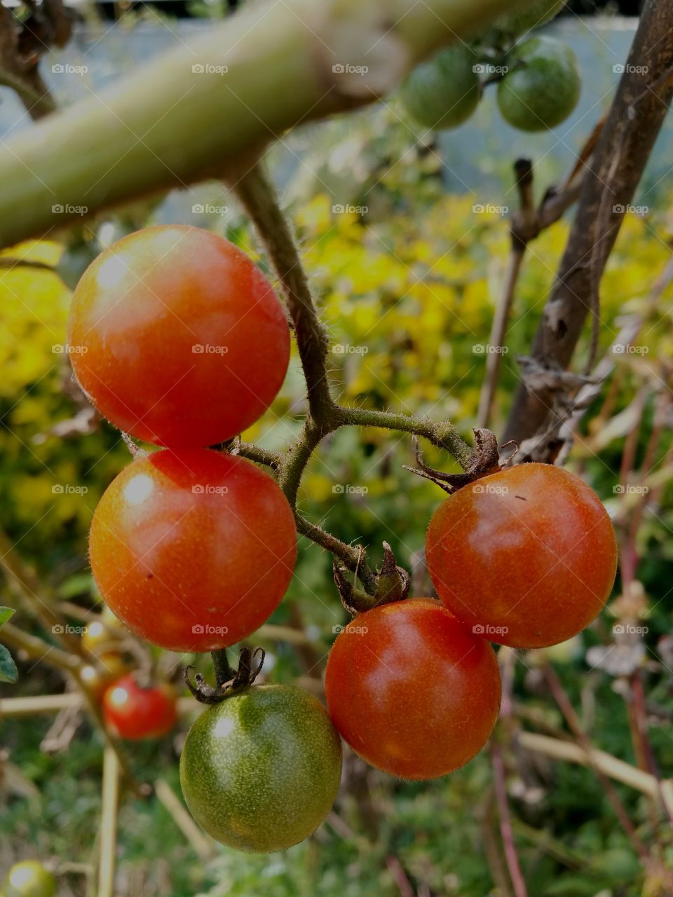 Garden fresh tomatoes