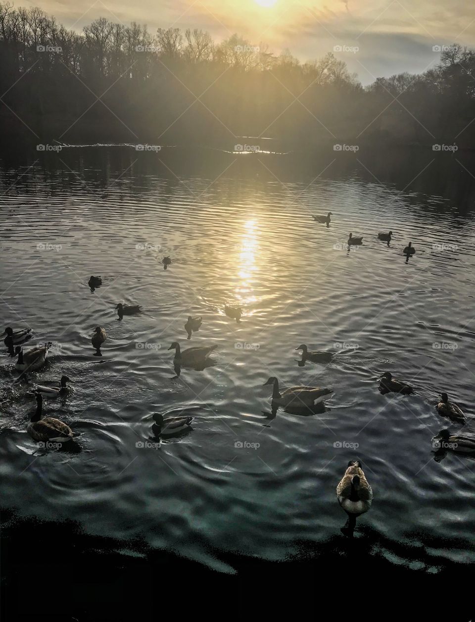 Canadian geese enjoying the lake