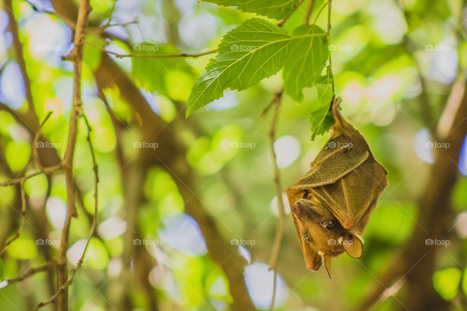 bat upside down in a tree