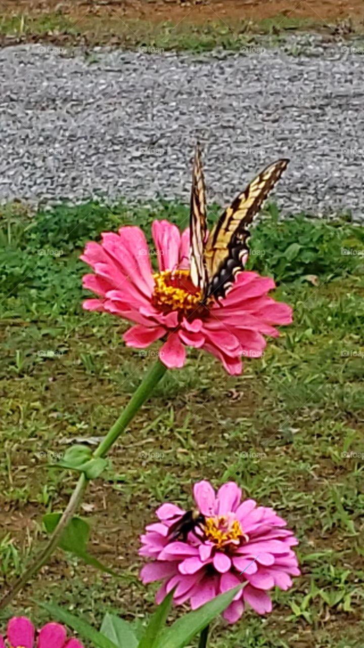 Eastern Tiger Swallowtail on Zinnia. Here both the butterfly and the bee  enjoyn Mother Nature