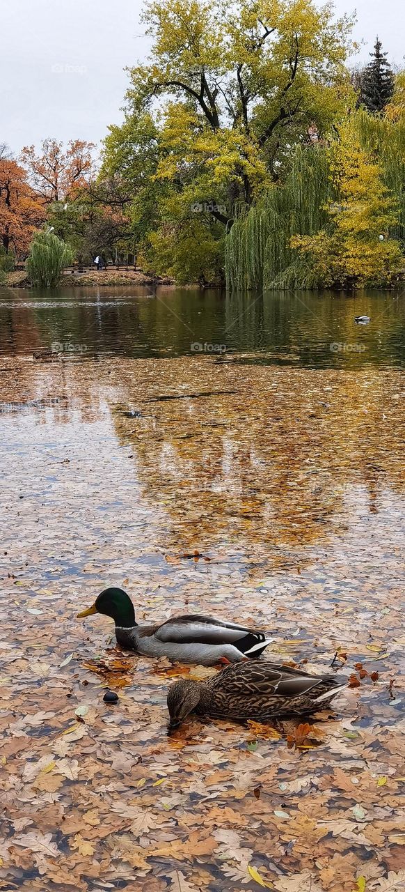 Ducks in the autumn pond