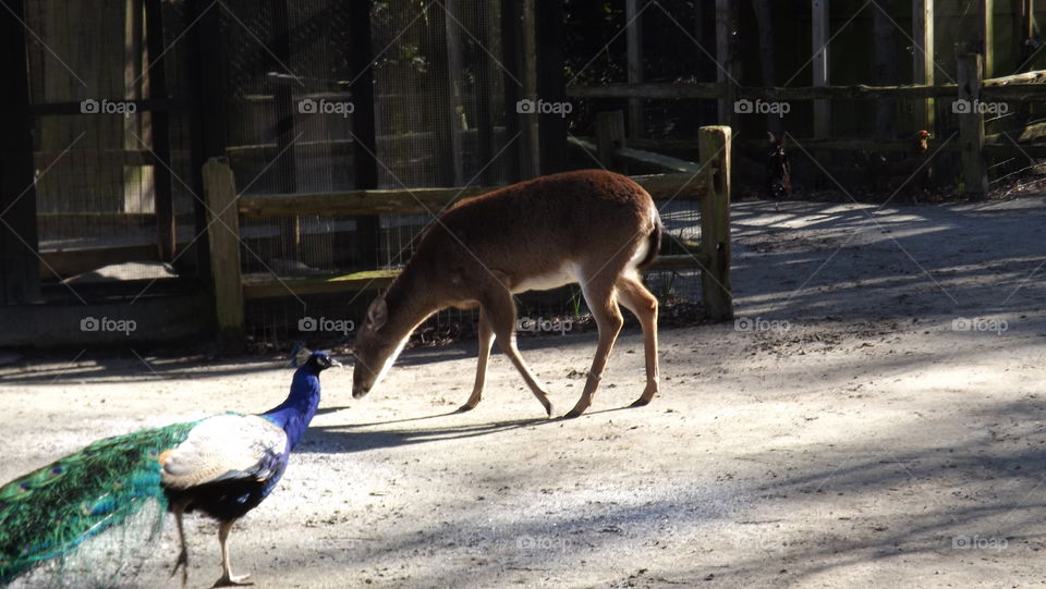 Deer and peacock sharing a home