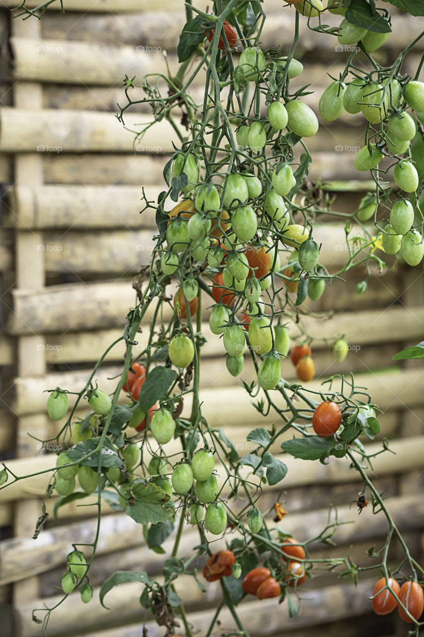 Bright red tomatoes on many trees in the garden.