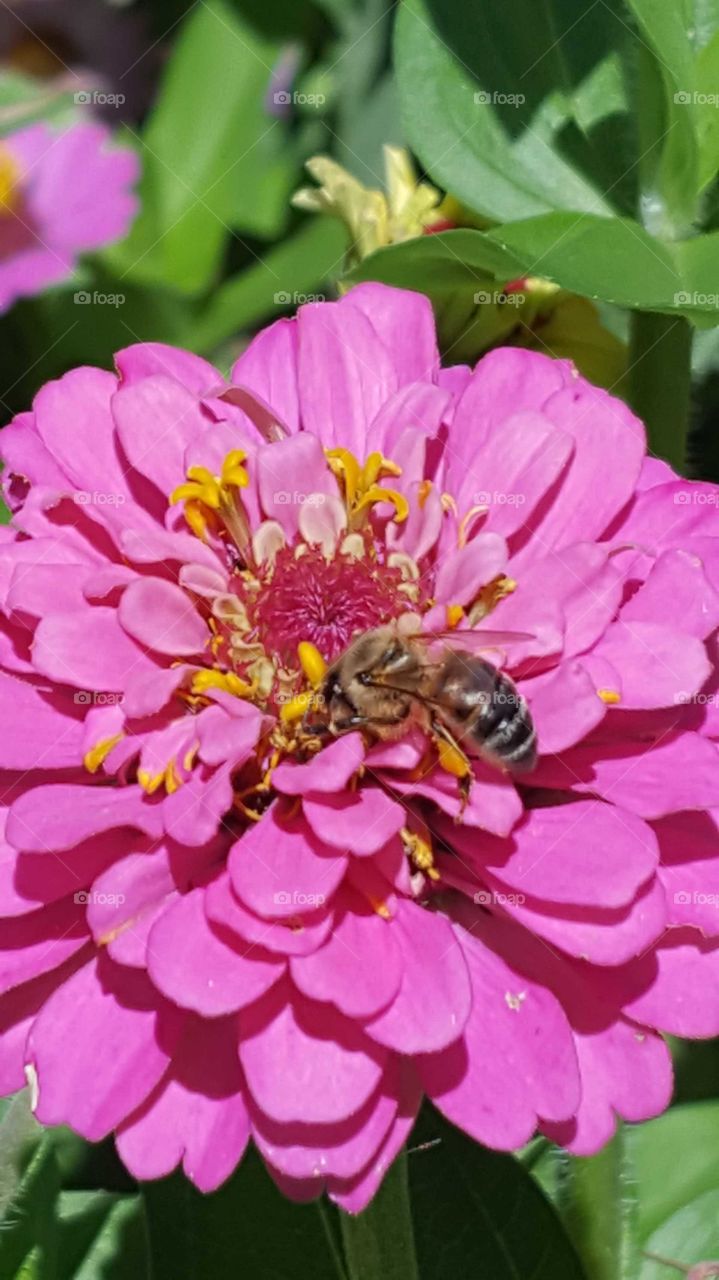 Honeybee on zinnia