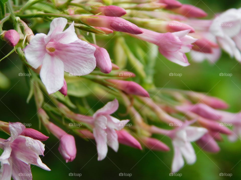 Jasmine preparing for summer