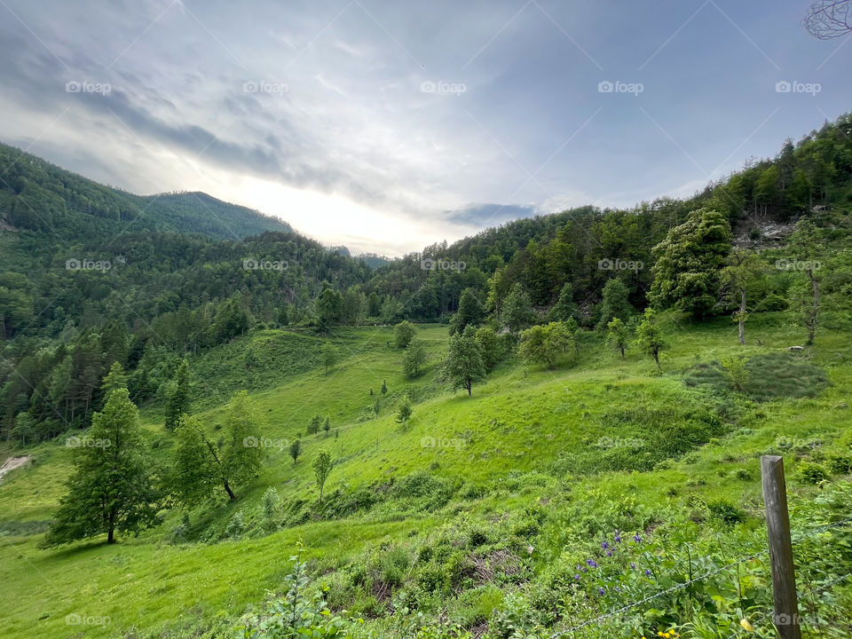 Alpine meadow 