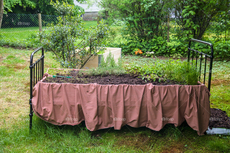 Old bed with herbs. 