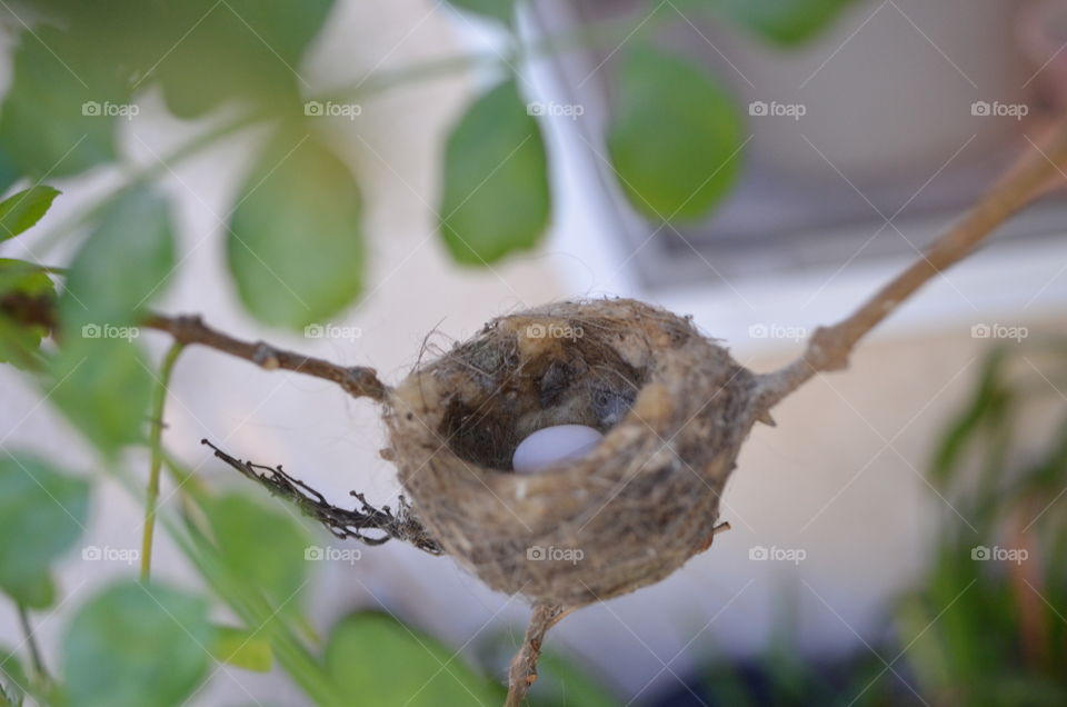 Hummingbird nest and egg
