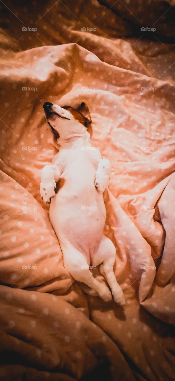 Jack Russell Terrier puppy is sleeping.