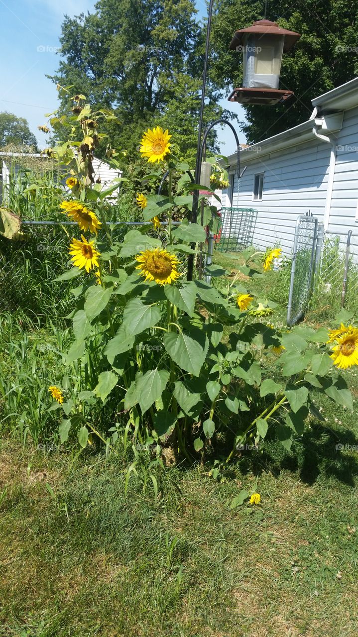 Sunflowers