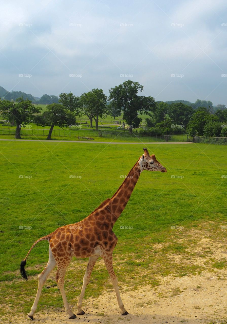 Giraffe walking to find food 