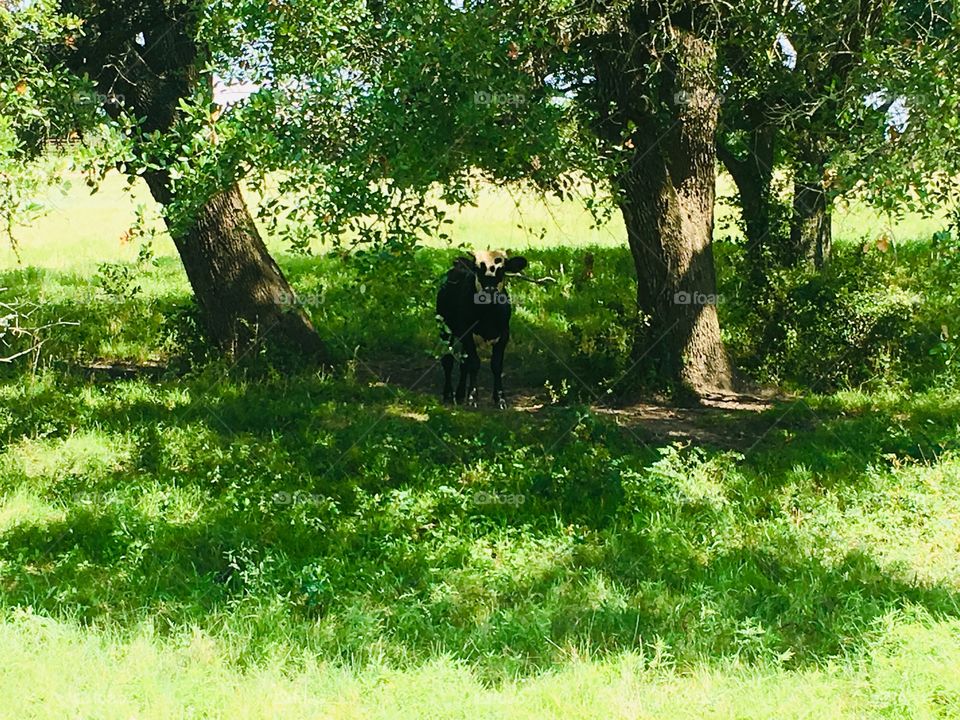 cow stare down in the shade 