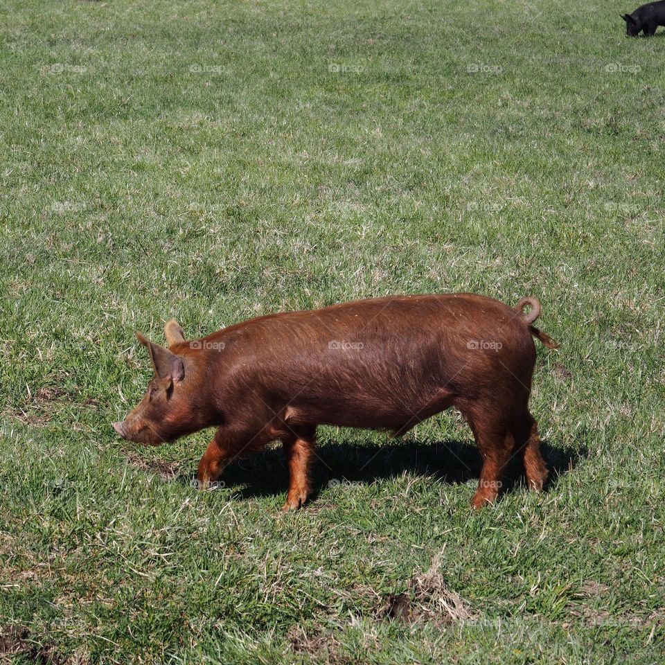 A large brown pig walking in the grass in rural Central Oregon on a sunny spring day. 
