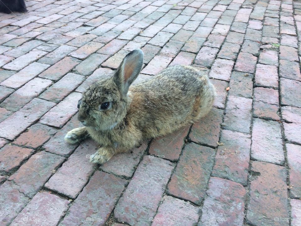 Brown rabbit lying on the floor.