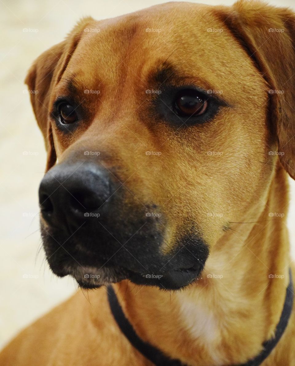 Clifford The Big Red Dog