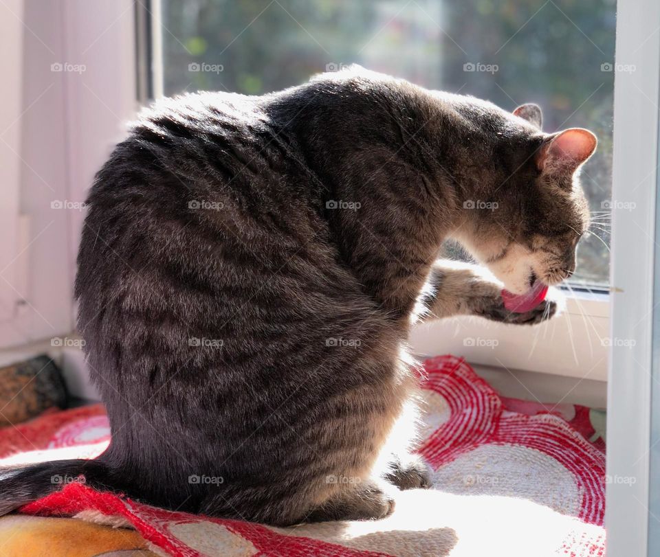 Grey cat on the balcony 