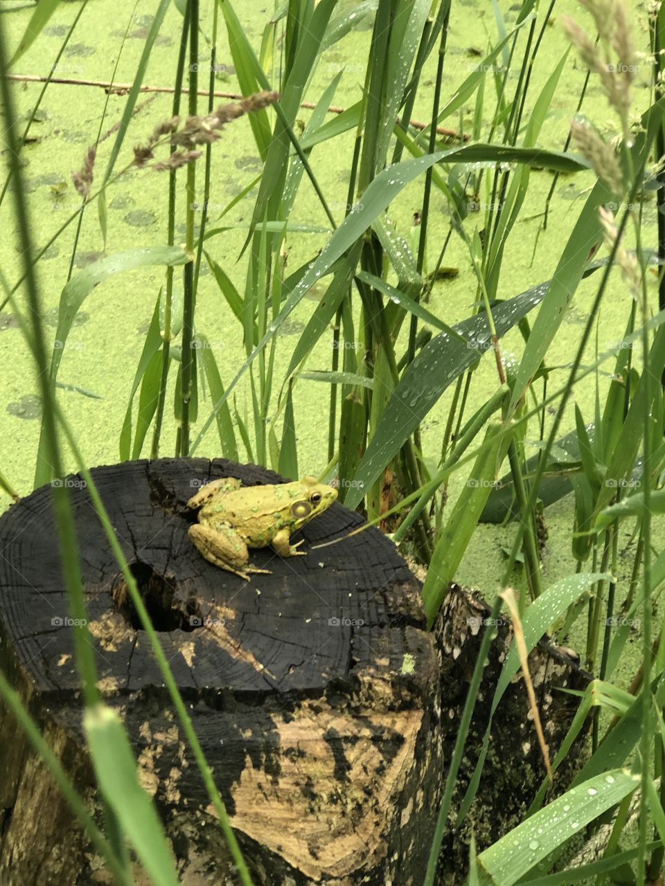 Frog in summer swamp 