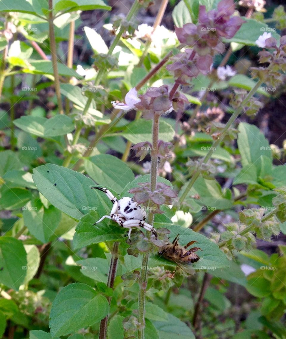 A bee falls victim to a white crab spider