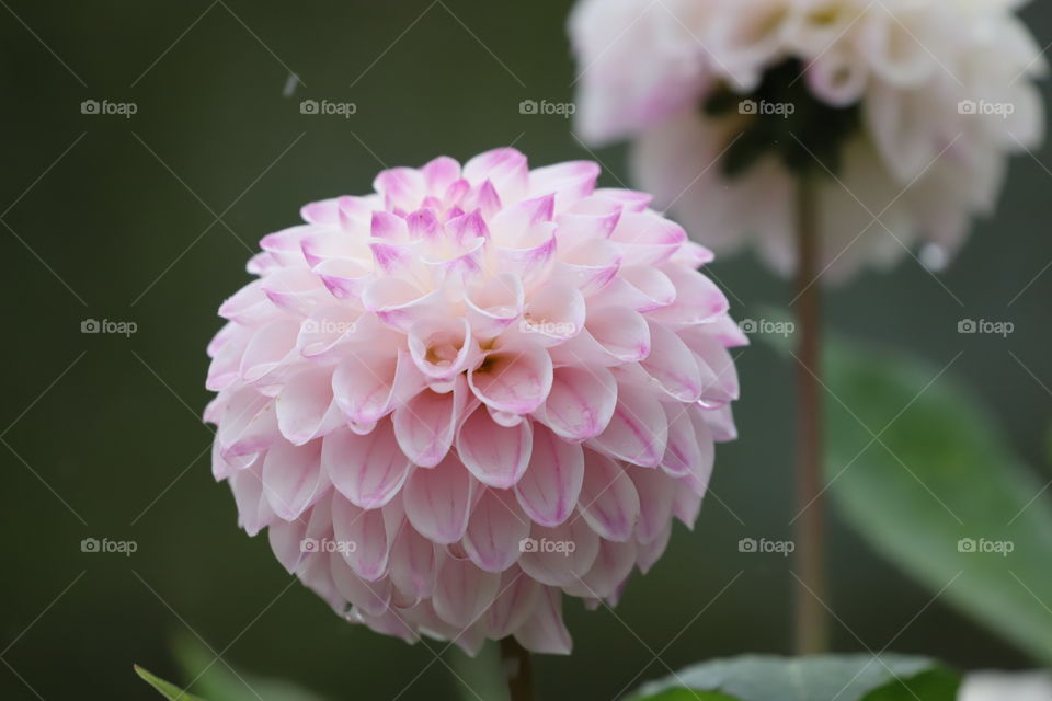 Portrait of beautiful flower