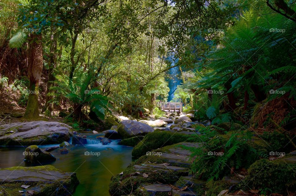 Flowing water in forest