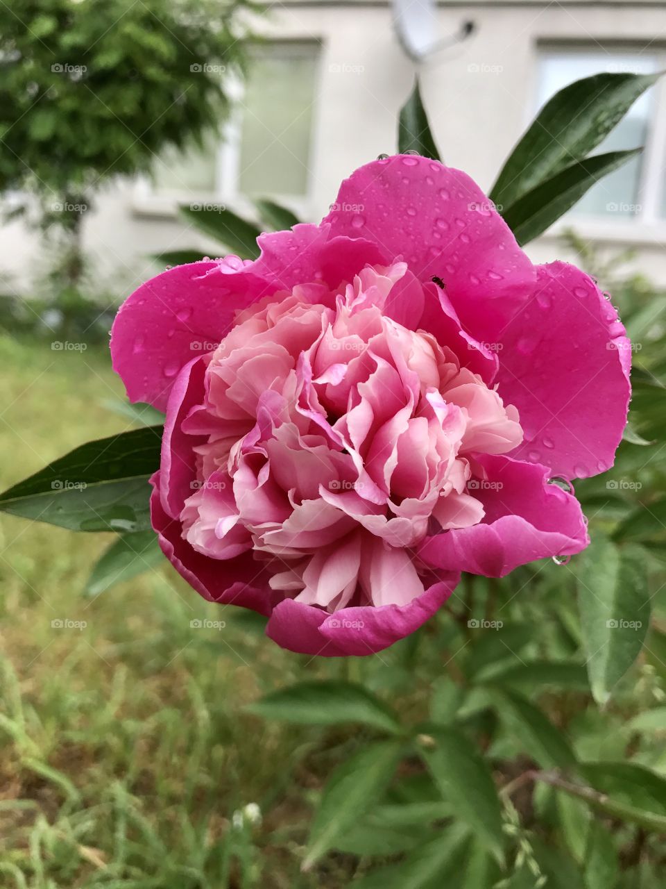 Pink peony and raindrops 