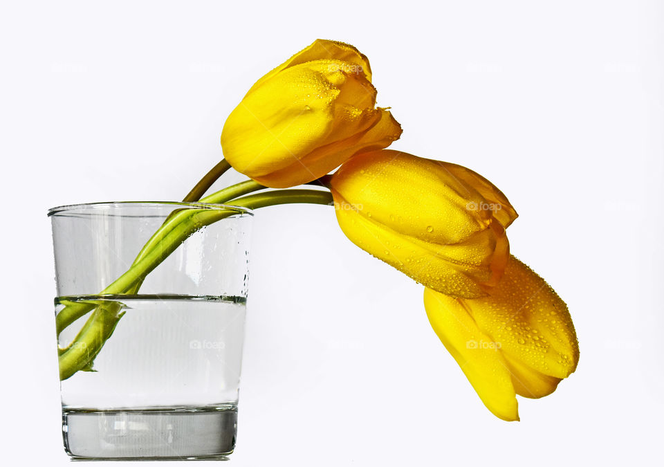 Yellow tulips in glass