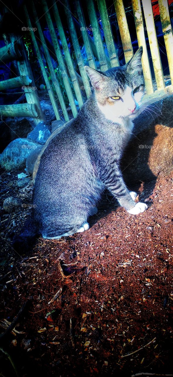 The cat behind the light