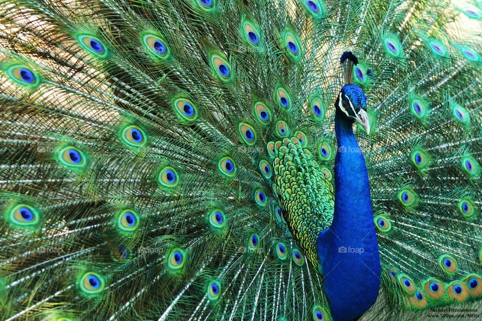 Peacock