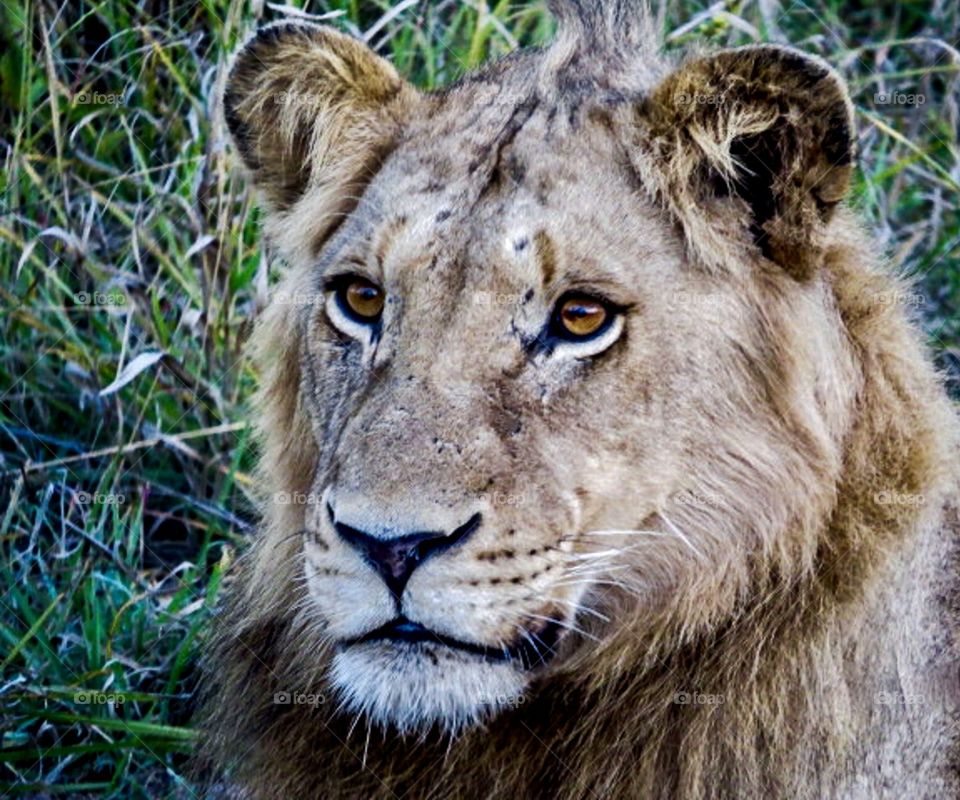 Portrait of a juvenile male lion