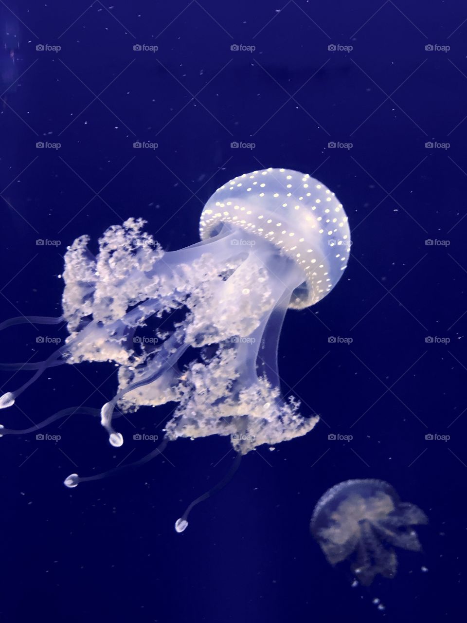 Jellyfish