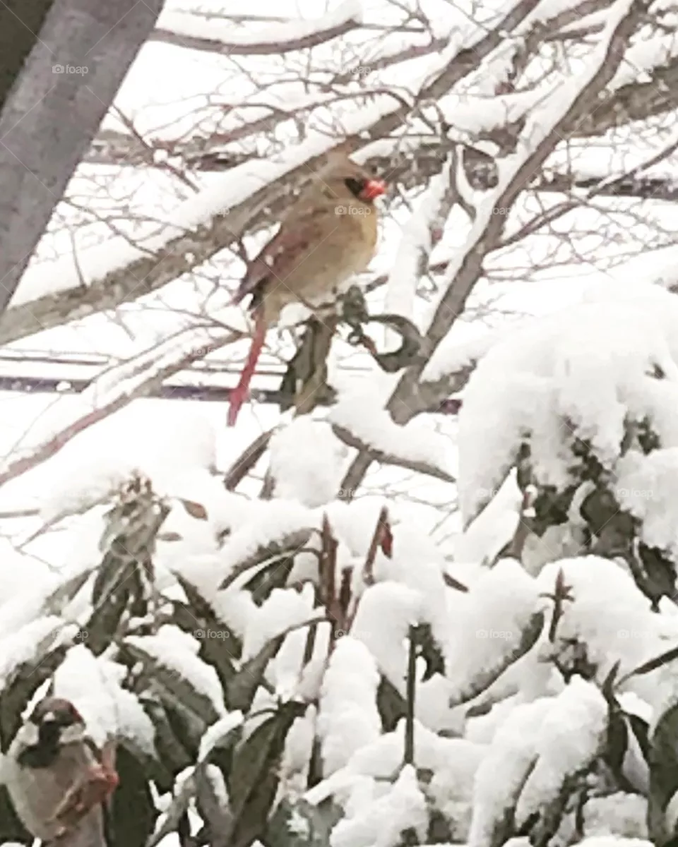 Momma Cardinal