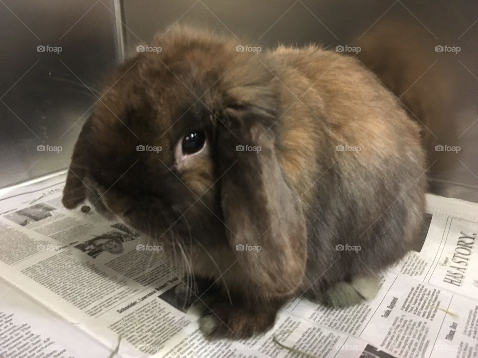 Rescued Bunny, a Mini-Lop, at Shelter and ready for Adoption 