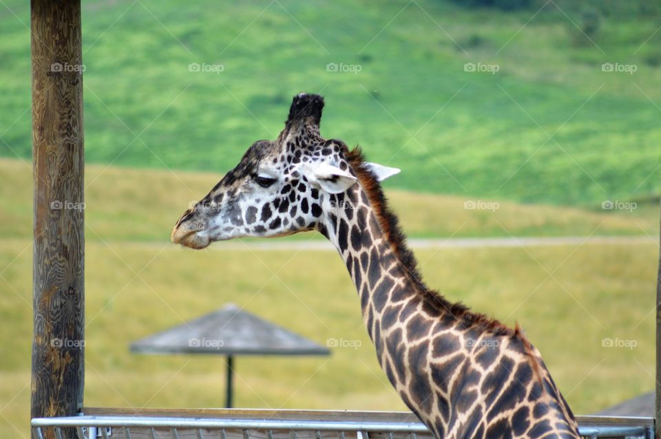 Giraffe