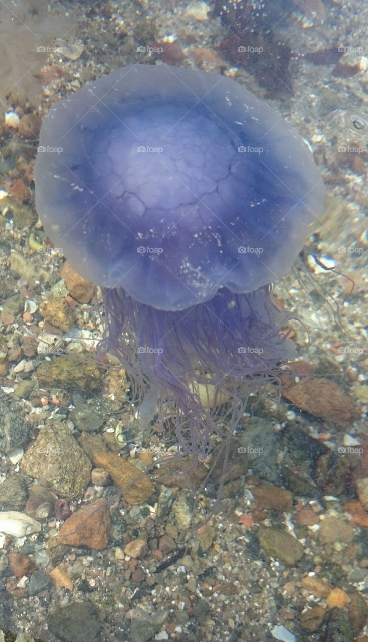 blue jellyfish. blue jellyfish