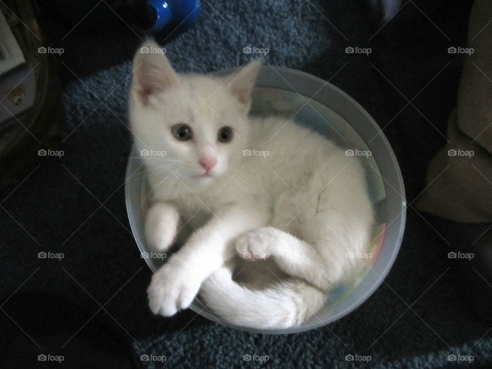 Kitten in a Bowl
