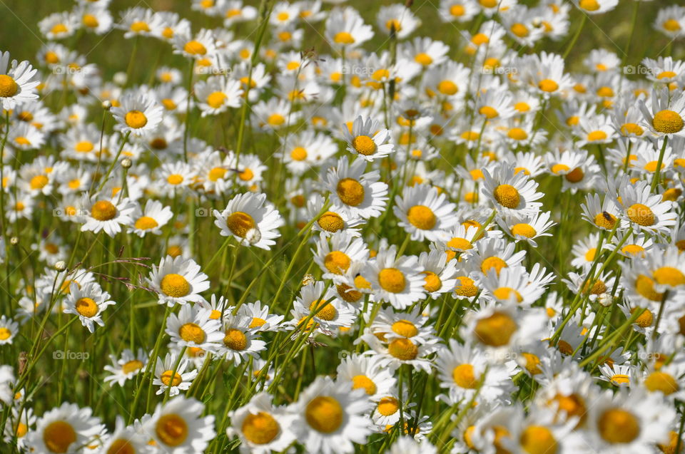 Camomile 