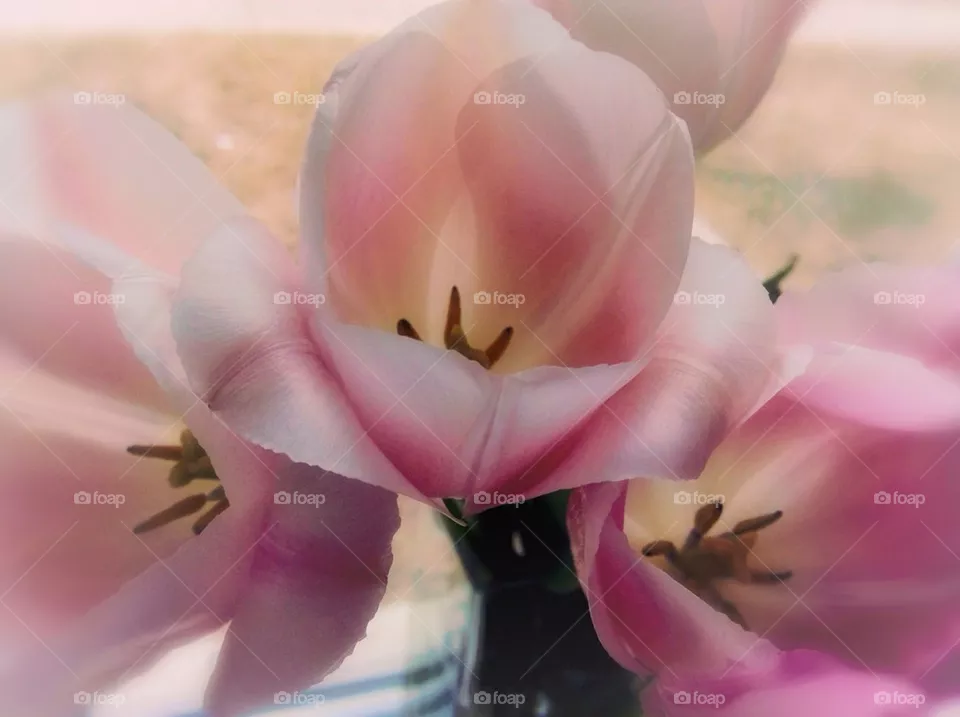 3 Tulips