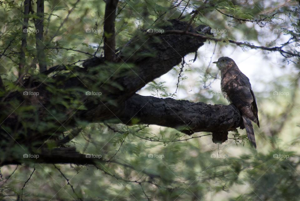 Birds - make you look up and appreciate their beauty.