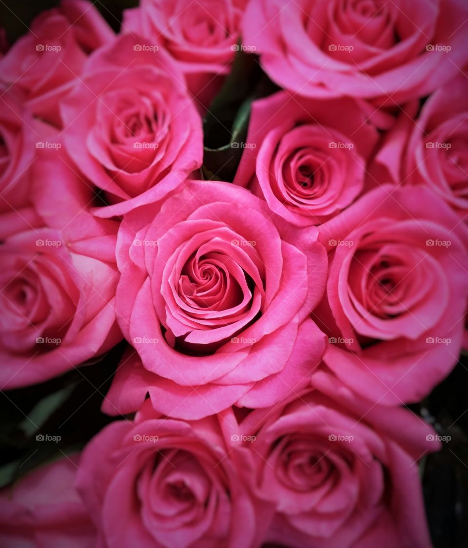 Pink Roses