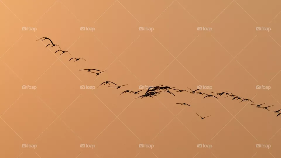 Flamingos