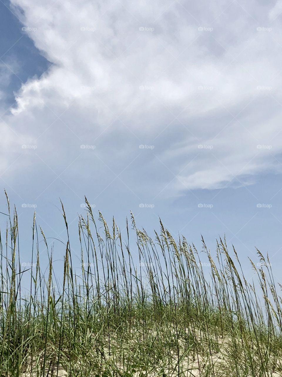 Green beach grass and blue sky